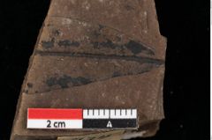 Foto (Detailsansicht) von Quercus palaeoilex Ettingshausen (NHMW-GEO-2024-0188-0774)
